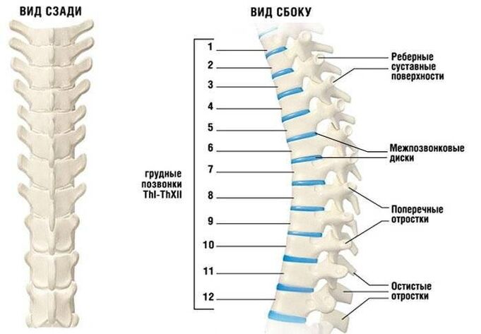 servikal osteokondroz